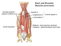 Shoulder muscle anatomy shoulder muscles anatomy organs human anatomy and physiology bicep tendonitis muscle diagram musculoskeletal system yoga anatomy shoulder injuries. Anps Anatomy Physiology Joints Muscles And Movement Ii