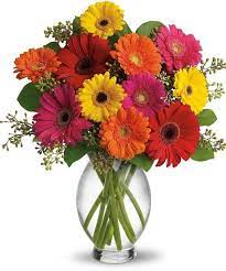 Gerbera Goodness Gerbera Daisy Gerbera Gerberas