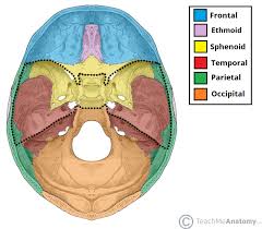 In the brain, the interventricular foramina (or foramina of monro) are channels that connect the paired lateral ventricles with the third ventricle at the midline of the brain. Middle Cranial Fossa Boundaries Contents Teachmeanatomy