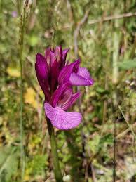 Image result for Brachycorythis buchananii