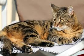 Image result for adorable cat