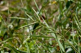 Image result for Brachypodium