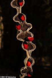 Image result for Erythrina madagascariensis