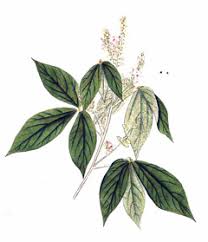 Image result for Flemingia