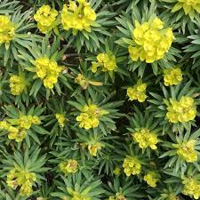 Image result for Euphorbia ugandensis