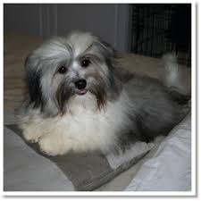 Black And White Havanese Puppy Names Havanese Colors Havanese Dogs Havanese Havanese Puppies