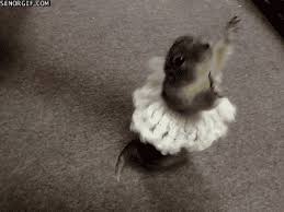 Squirrel Dancing Animals Dancing Dog Gif Funny Animals