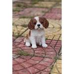 PuppyFind | Cavalier King Charles Spaniel Puppies for Sale