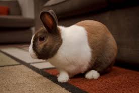You must clean up all messes. Domestic Rabbit Rescue Q A With House Rabbit Network Blog Nature Pbs