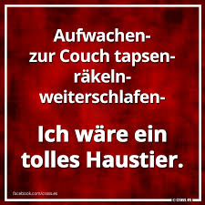 Aufwachen Zur Couch Tapsen Räkeln Ich Wäre Ein Tolles Haustier