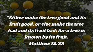 Vivamus ipsum velit, ullamcorper quis nibh non, molestie tempus sapien. A Tree Known By Its Fruit Youtube