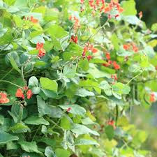 Image result for Phaseolus coccineus