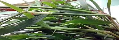 Image result for Digitaria longiflora