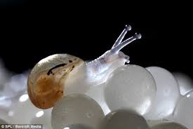 The Natural Disguises You Can See Right Through Incredible Translucent Creatures That Have Evolved To Become Invisible Snail Snail Farming Animals