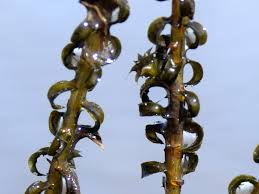 Image result for Lagarosiphon muscoides