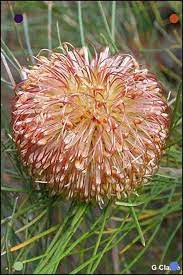 Banksia Sphaerocarpa Fox Banksia South West Australia Australian Native Plants Flowers Garden Flower Beds