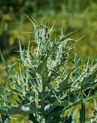 Image result for Argemone ochroleuca