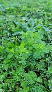 Image result for Cerastium glomeratum
