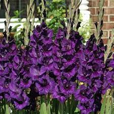 Pin On Cutting Garden