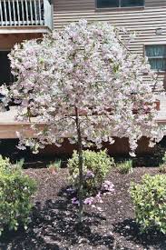 As a deciduous cultivar, this ornamental flowering tree offers versatility throughout seasons, from prolific blossoms in the spring to attractive fruits in the autumn. Ornamental Trees Arrowhead Enterprises Landscaping Trees Ornamental Trees Ornamental Trees Landscaping