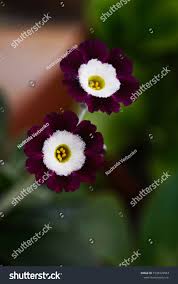 Image result for Primula x pubescens