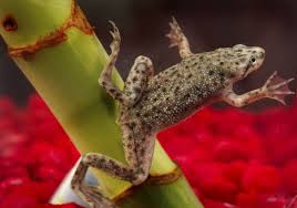 They Live Underwater Eat Bloodworms And Are Promoted On Pet Websites But African Dwarf Frogs Can Carry Salmonell Dwarf Frogs Pet Frogs Betta Fish Tank Mates