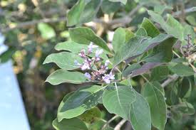 Santoproducts Espanol Palo Vencedor