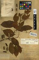 Image result for Nesogordonia