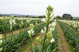 Image result for Polianthes tuberosa