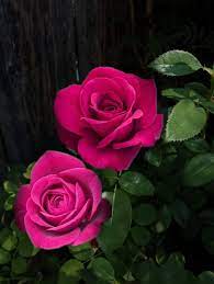 I Just Love Fuchsia Pink Roses Beautiful Rose Flowers Rose Flower Arrangements Beautiful Pink Flowers