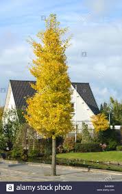 Pin By Kelley Oklesson On Modern Contemporary Landscape Design Vision Board Contemporary Landscape Design Ginkgo Biloba Street Trees