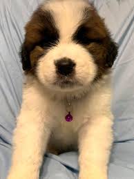 bernard kopek fiyatlari