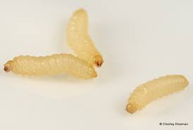 Check spelling or type a new query. Larvae Raining From Pine Trees Bugtracks