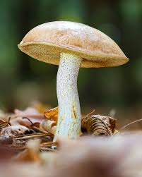 Image result for Suillus weaverae