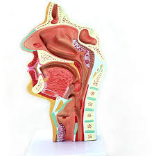 The nasal cavity is protected by the viscerocranium in the human head. Amazon Com Human Nasal Cavity Anatomical Model Medical Models For Science Classroom Study Display Teaching Medical Model Industrial Scientific