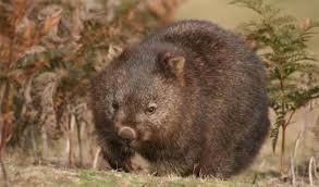 Image result for Common wombat