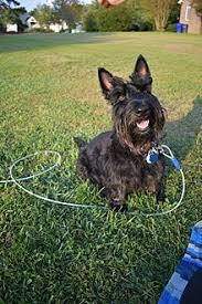 Maybe you would like to learn more about one of these? Scottish Terrier Wikipedia