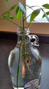 We did not find results for: Propagating A Money Tree Propagate Money Tree Money Trees House Plants