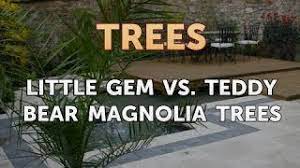 Being naturally dense in habit, with a tight, compact form, it is ideal evergreen magnolias prefer a part shade position in humus rich well drained soil. Little Gem Vs Teddy Bear Magnolia Trees Youtube