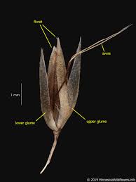 Image result for Avenella flexuosa