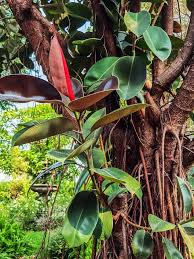 Image result for ficus elastica flower