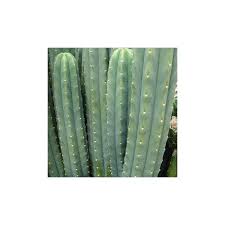 You will find out what this medicine is all about and how it can. San Pedro Kaktus Echinopsis Pachanoi Samen Kaufen