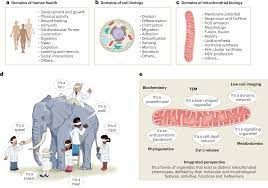 Multifaceted mitochondria: moving mitochondrial science beyond function and  dysfunction | Nature Metabolism