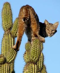 Scared Bobcat Animaux Sauvages Chats Sauvages Et Animaux