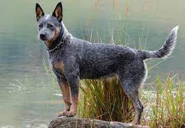 No australian cattle dog's were found in the for sale catergory. Australian Cattle Dog South Africa Australian Cattle Dog Breed Dog Breeders Gallery 111995