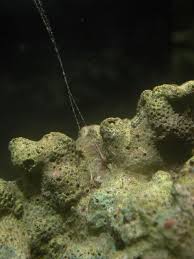 Hydroid Id | Reef2Reef Saltwater And Reef Aquarium Forum
