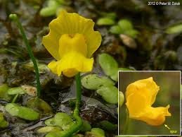 Image result for Utricularia appendiculata