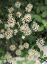 Maybe you would like to learn more about one of these? Royalty Free Tiny White Flower Photos Free Download Pxfuel