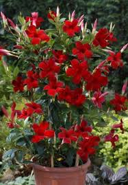 Check spelling or type a new query. Mandevilla Dipladenia Sun Flowering Vines Flower Pots Annual Plants