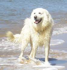 We did not find results for: Maremmano Abruzzese Hunderasse M Hundeseite De